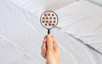 Le fumigène anti-puces est-il efficace pour traiter une maison ?