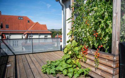 Quelle est la distance idéale entre un plant de tomate et un plant de concombre ?