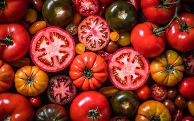 Comment conserver les tomates du jardin plus longtemps ?