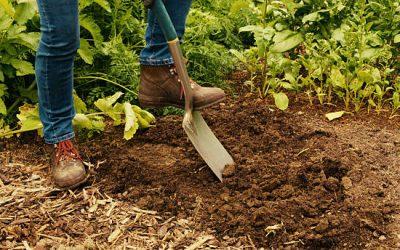 Comment faire un potager en pleine terre facilement ?