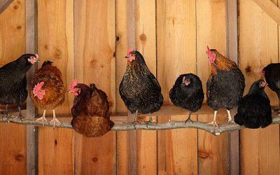 Comment fabriquer un perchoir pour poules fait maison ?