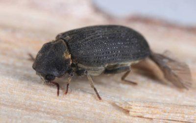Comment se débarrasser des petits coléoptères noirs dans la maison ?